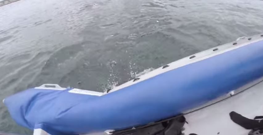 VIDEO - un grand requin blanc attaque un semi rigide et crève l'un de ses flotteurs