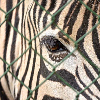 La souffrance des animaux en captivité enfin reconnue