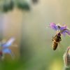 abeille européenne sur une fleur de bourrache