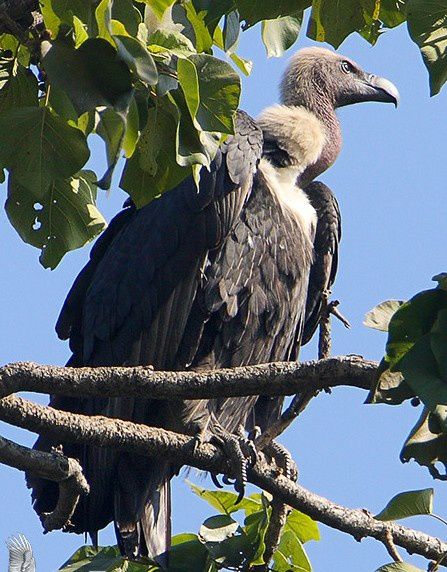 Album - oiseaux-de-proie