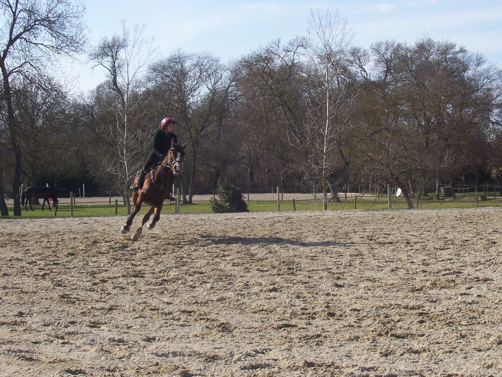 Divers concours fais par nos cavaliers.