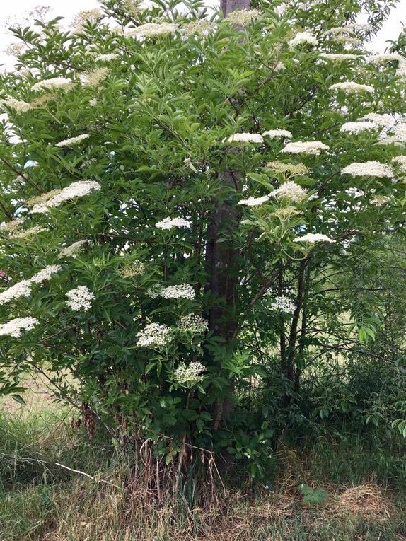 635. Dimanche 4 Juin, Morintru et le Bois de la Barre.