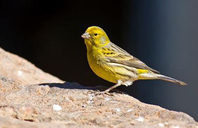 Canario, cantor doméstico