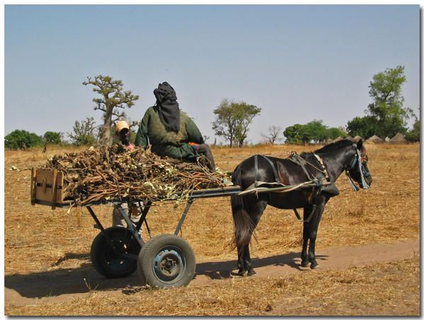 Album - le-senegal