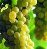 #Chardonnay Producers Chilie Vineyards