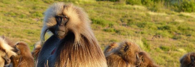 le babouin gelada