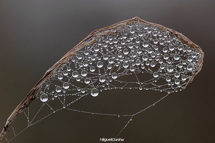 Gouttelettes de rosée