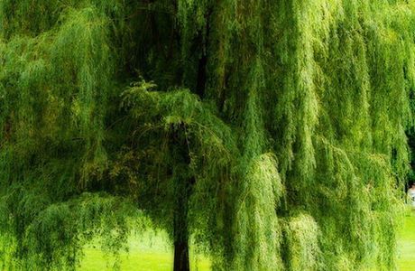 Des racines et des arbres (Sophrologie)