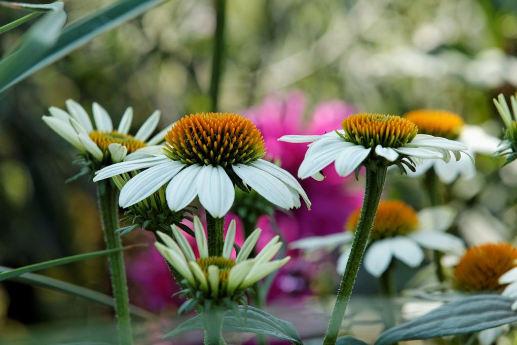 Encore des fleurs...