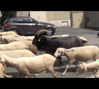 Transhumance de passage à Maurs