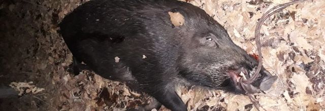 QUAND ON VOLE LA NOURRITURE D'AUTRUI...