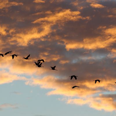 Reconfinement Acte 2/J 41-Les Grues du Bischwald