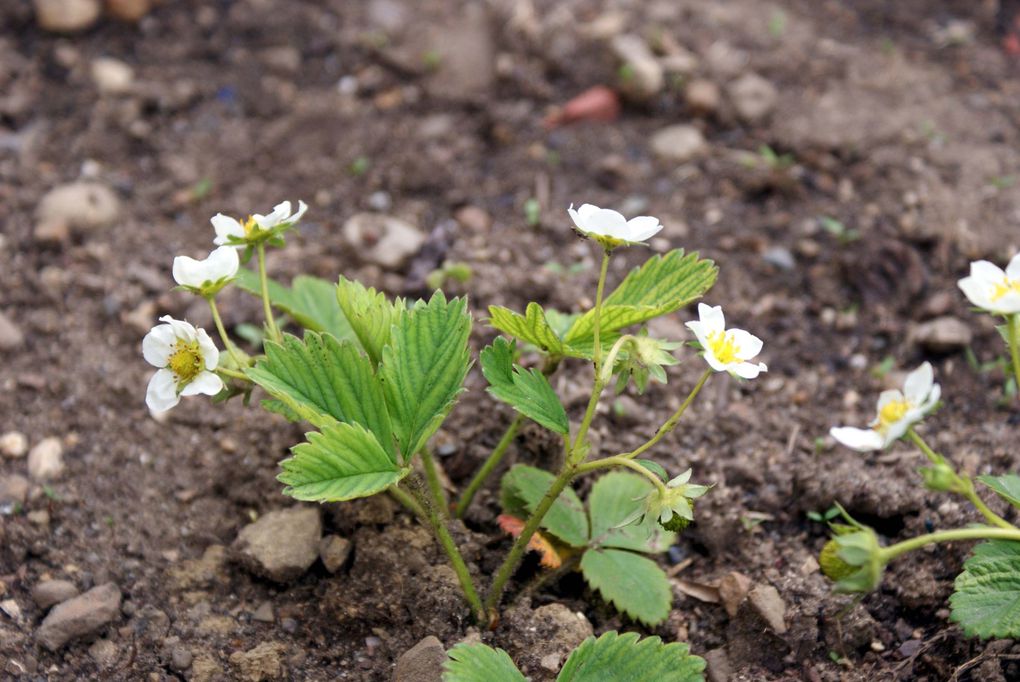 Photos diverses de fleurs et plantes de mon jardin, pour la plupart... en toutes saisons.