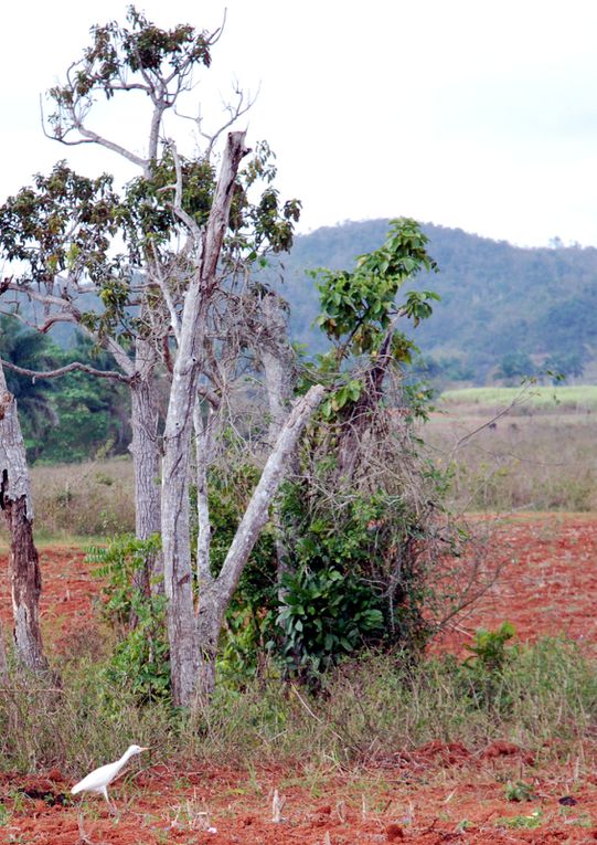 Album - Cuba-Vinales