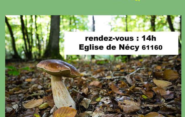 Sortie champignons à Necy 