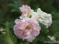 Les rosiers en P. de Po à Pz.