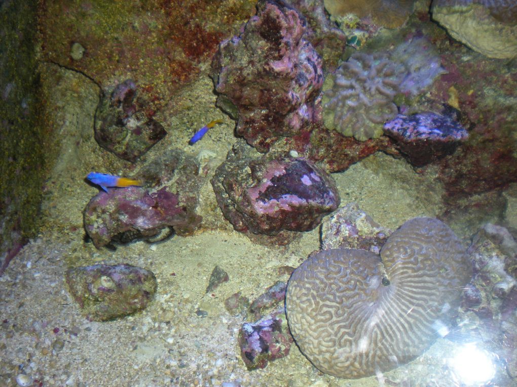 jeudi 22 avril,les tout-petits/petits de Véronique et les petits/moyens de Catrina sont allés à l'aquarium du Gosier .Ce fut une belle journée de découvertes.