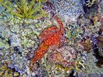 Voyage-plongée: Octopus luteus, la Pieuvre étoilée
