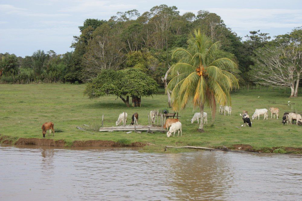 Album - Bresil-Amazonie