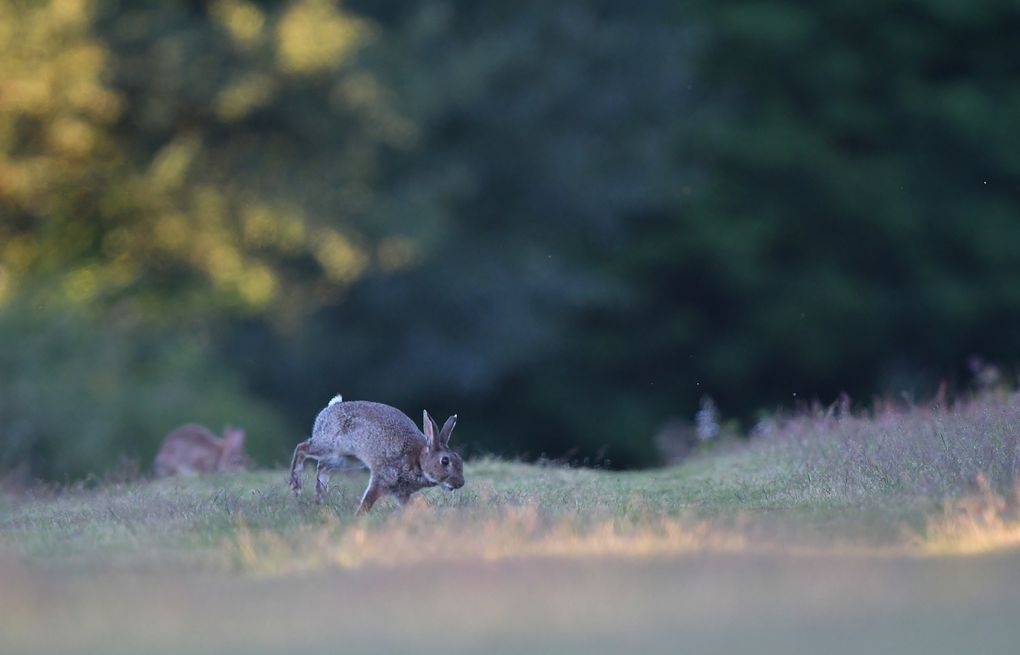 Lapin de garenne.