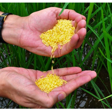 Le Bangladesh reste bloqué dans le passé alors que le Riz Doré cultivé localement arrive sur les marchés philippins