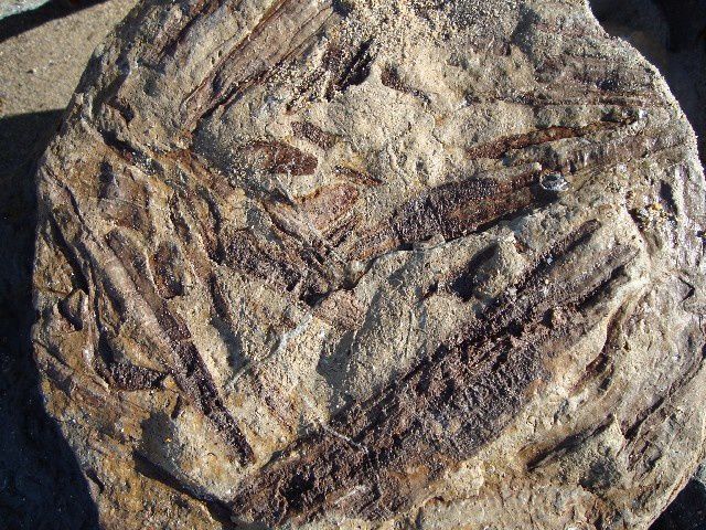 <p>Album des fossiles in situ</p>
<p>Quelques pièces, généralement intransportables, et immortalisées sur leur site de découverte, seuls de rares spécimens ont été prélevés et mis en collection.</p>
<p>Bonne visite !</p>
<p>Phil « Fossi