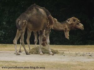 Präriehund, Girgentana-Ziegen, Sekretär, Dromedar, Elch