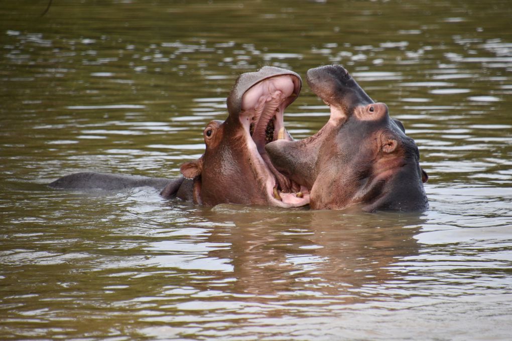 Santa Lucia entre hippopotames et réserve d'iSimangaliso
