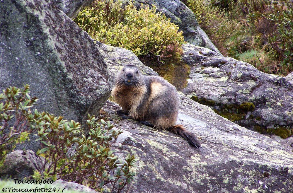 Mon album Pyrénées remis à neuf... un nouvel intitulé et de nouvelles photos...