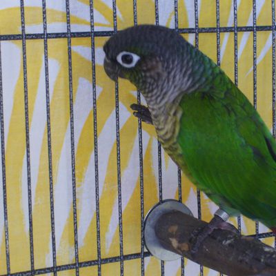 Les Pyrrhuras ou Conures à oreillons.