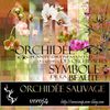 orchidée sauvage