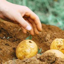 Ledprona : L'EPA donne le feu vert à un biopesticide innovant pour les cultures de pommes de terre