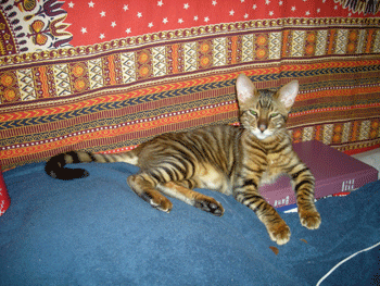 Le Toyger Chat Le Blog De La Vieille Aux Chats