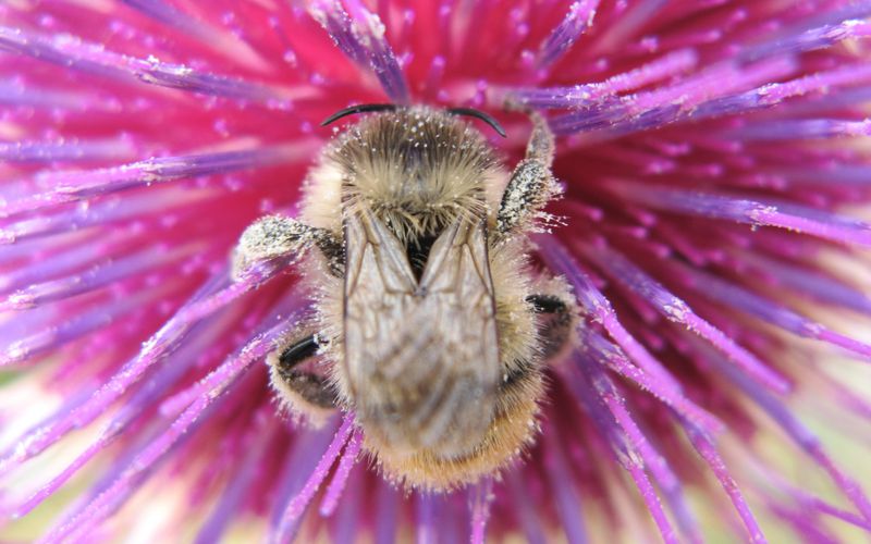 Le bourdon et le pollen