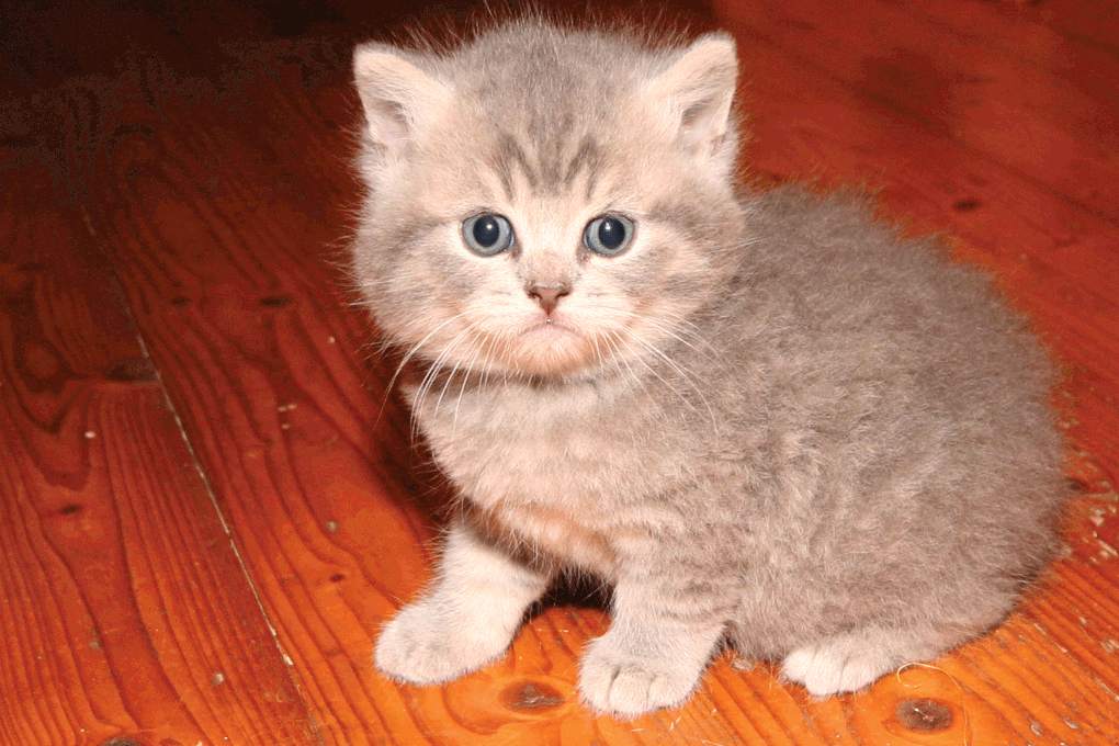 Portée de deux chatons.
(Chaussette + Dwayne)