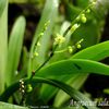 Angraecum salazianum