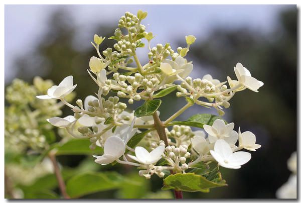 Album - photos-de-fleurs