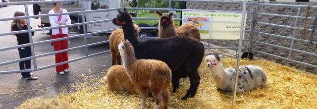 Foire commerciale
