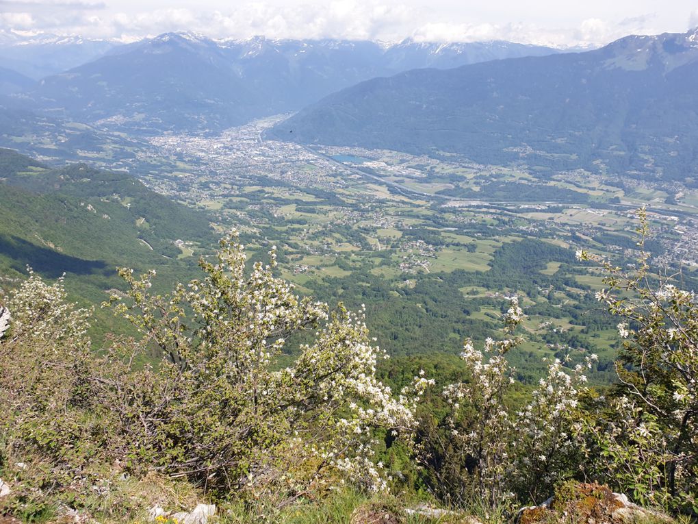 Amélanchier, Soldanelle, Pensée à deux fleurs, Tozzie des Alpes