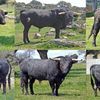 Ceret de toros