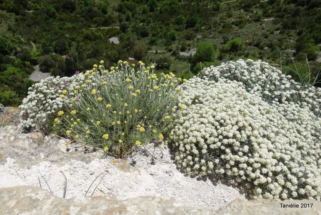 Peyrepertuse, citadelle du vertige (Aude)