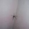 Oh la jolie araignée dans notre chambre!