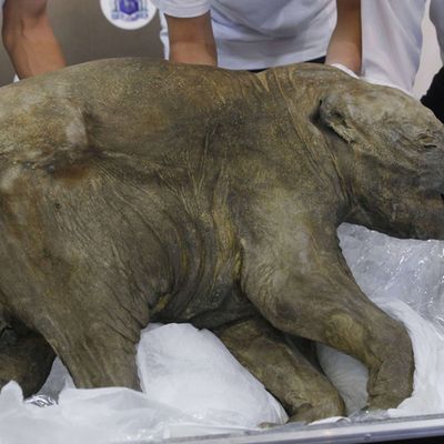 JEU KHANEL- Mammifères