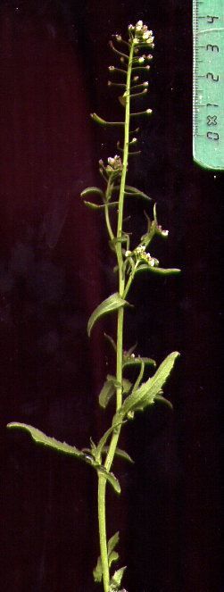 Photos personnelles libres de droits de plantes