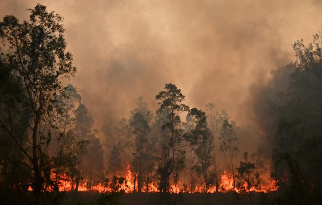 Australie : Plusieurs incendies fusionnent en un "mégafeu" au nord de Sydney