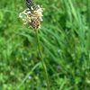 Le plantain lancéolé un antitussif naturel...