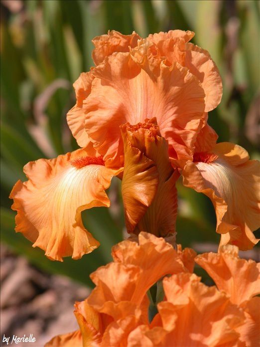 Iris Cayeux