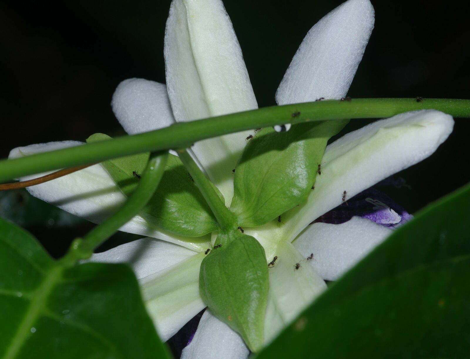 Passiflora nitida (kouzou)