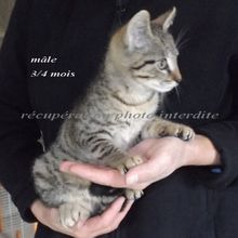 Chaton mâle gris tigré 3/4 mois trouvé sur Machecoul 44270