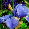 parc-montsouris-photo-iris-bleu